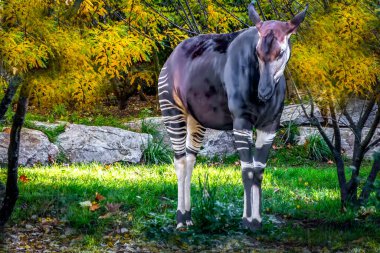 Okapi Standing in Lush Forest with Vibrant Yellow Foliage clipart