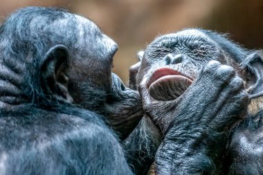 Bir bonobo maymunu bir diğerini acı içinde öper.