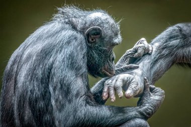 Bonobos Grooming: Close Interaction in Detailed Close-Up clipart