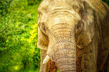 Close-up Portrait of an African Elephant in Natural Habitat clipart