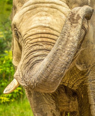 Na 'da Büyüyen Afrikalı Filin Yakın Çekim Portresi