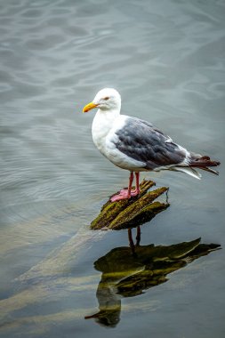 Isolated Western Gull Standing on Mossy Rock in Calm Water, Refl clipart