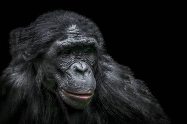 Blac 'a Karşı Yoğun Işıkta Siyah Kürklü Maymunun Yakın Çekimi