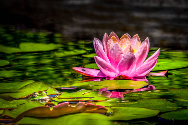 Живая розовая вода Лили Блум плавает на пруду с лягушкой и рефери