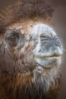 Kalın Shaggy Brown ve Beyaz F ile Yakın Çekim Bir Deve Portresi