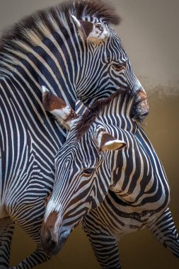 Birbirine dolanmış iki zebra koyu siyah ve beyaz renkler sergiliyor.