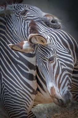 İki Zebra Yeşil Doğal Yaşam Alanında Burnunu Çekici Görünüyor