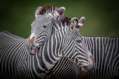 İki Zebra Yeşil Doğal Yaşam Alanında Burnunu Çekici Görünüyor