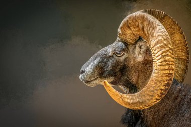 Majestic Bighorn Koyunu- Profil Kapalı Gösterim Eğrisi Boynuzu
