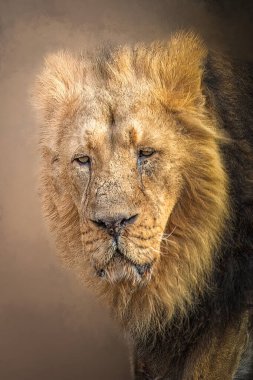 Ayrıntılı Yelesi ve Yıpranmış F ile Engebeli Aslan Kapalı Portresi