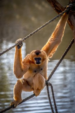 Açık Kahverengi Gibbon Doğal Habi 'de Halatlardan Asılı