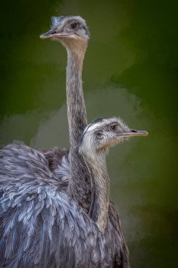 Yeşil Doğa 'da Gri Plumage ile İki Devekuşu veya Rheas