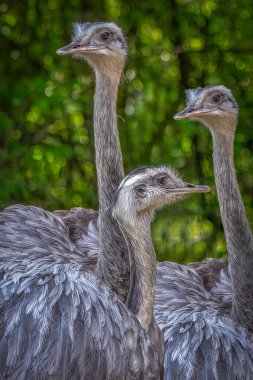 Yeşil Doğa Ayarlarında Gri Plumage ile Üç Büyük Rheas