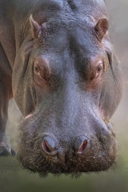 Dokulu Derisi ve belirgin S ile Hippopotamus Yüzünün Yakın Çekimi