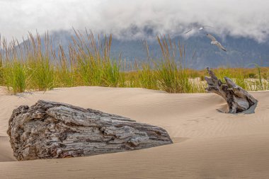 Sand Dunes ve Driftwood 'la Serene Sahilinin Üzerinde Uçan Martılar