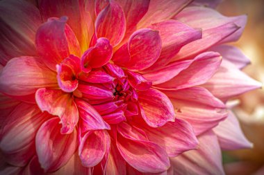 Parlak, kırmızı bir Aster çiçeğinin yakın çekimi