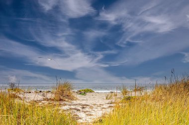 Kumlu plajın üzerinde çimlerle kaplı kumulları olan uçan martılar. 