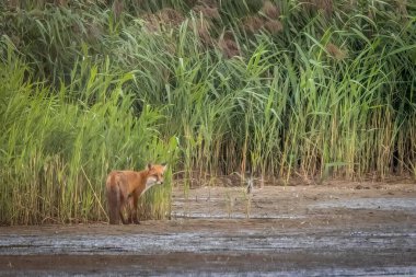 Nehir kıyısında uzun kamışların yanında duran bir tilki.