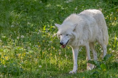 Beyaz kutup kurdu yemyeşil çayırda dikiliyor, gözünü dört aç, Vibr