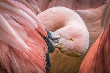 Pembe Flamingo Preening Feathers in Close-Up