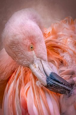 Pembe Flamingo Canlı Tüylü Yakın plan
