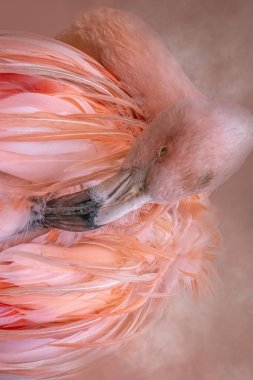 Pembe Flamingo Canlı Tüylü Yakın plan