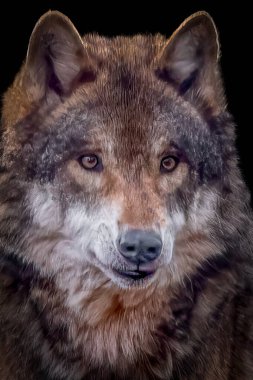 Kalın Kürklü ve Odaklı Gözlü Görkemli Kurdun Yakın Çekimi