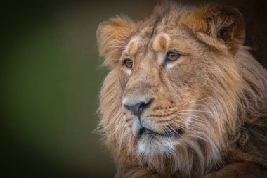 Doğal ışıkta aslan yelesine yakın çekim