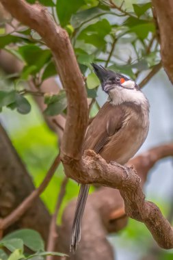 Ağaç dalına tünemiş kırmızı bıyıklı Bulbul, Yeşil Yaprak Sırtı