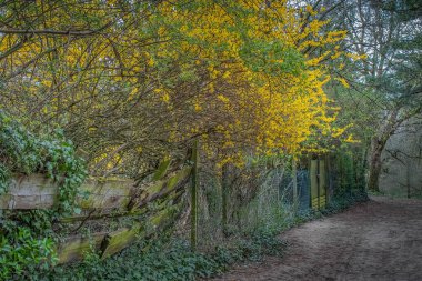 Sarmaşık Kaplamalı Ahşap Çit ve Sarı Akış ile Manzaralı Doğa Yolu