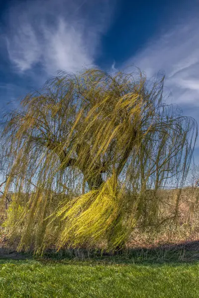 Güneşli bir günde rüzgarda esen bir söğüt ağacı