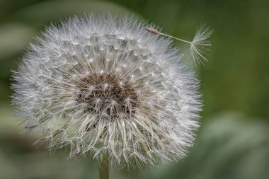 Yumuşak doğal ışıkta yayılan bir karahindiba tohumunun yakın çekimi