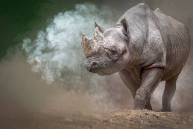 Ayrıntılı Kürk Kalıplarıyla Kaplanların Yoğun Bakışlarını Kapat