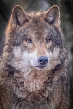 Uyanık bir kurdun yakından çekilmiş portresi.