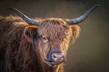 Majestic Highland İnek Portresi