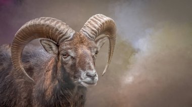 Kıvrık Boynuzlu Görkemli Mouflon Ram Portresi