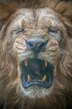 Ayrıntılı Mane ve Keskin dişli Kükreyen Aslanın Yakın Çekimi