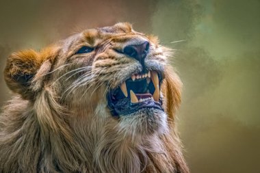 Azılı Görkemli Aslan Kapanışı Ağzı Keskin Diş Detaylı