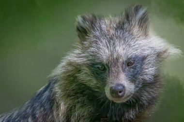 Çimenli Yaşam Alanındaki Rakun Kamerayla Karşı Karşıya