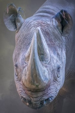 Dokulu derisi ve belirgin boynuzları olan bir gergedanın yakın çekimi