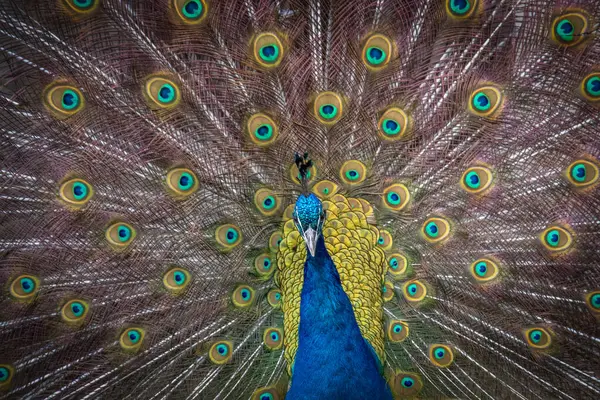 Hint Tavuskuşu Renkli Tüyleri Gösteriyor Portre