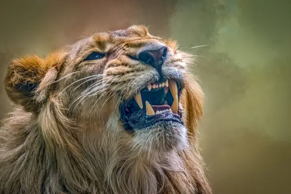 Azılı Görkemli Aslan Kapanışı Ağzı Keskin Diş Detaylı