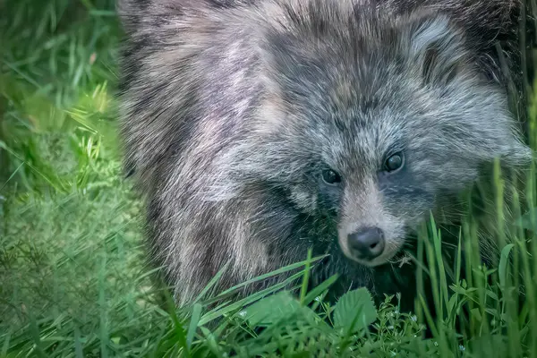 Çimenli Yaşam Alanındaki Rakun Kamerayla Karşı Karşıya