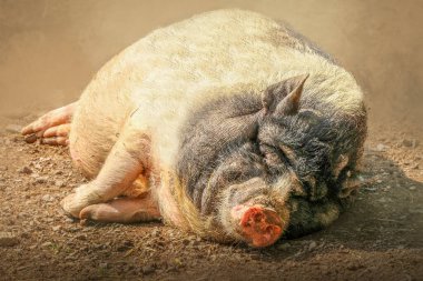 Uyuyan Ot Göbekli Domuz Kuru Toprakta Huzur İçinde Dinleniyor
