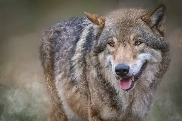 Avrasya Kurt Portresi Açık Ağızlı