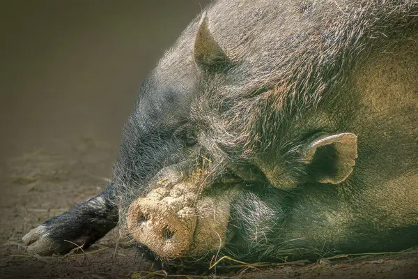 Çamurlu bir burnu olan göbekli domuz dışarıda dinleniyor.