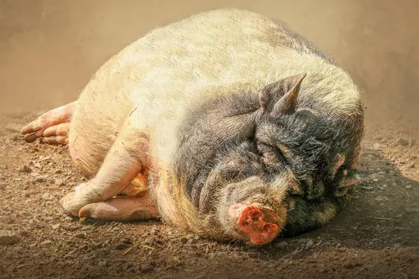 Uyuyan Ot Göbekli Domuz Kuru Toprakta Huzur İçinde Dinleniyor