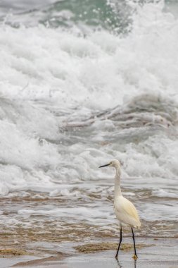 Beyaz Akbalıkçıl, Kumsalda Ocean Waves Bre gibi duruyor.