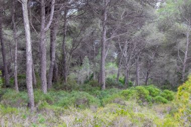 Yeşil Çam Ormanı ve Uzun Ağaç Gövdesi