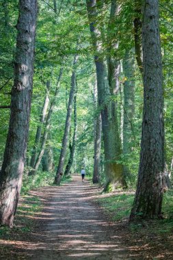Uzun Yeşil Ağaçlar Arasında Huzurlu Bir Ormanda Yürüyen Kişi